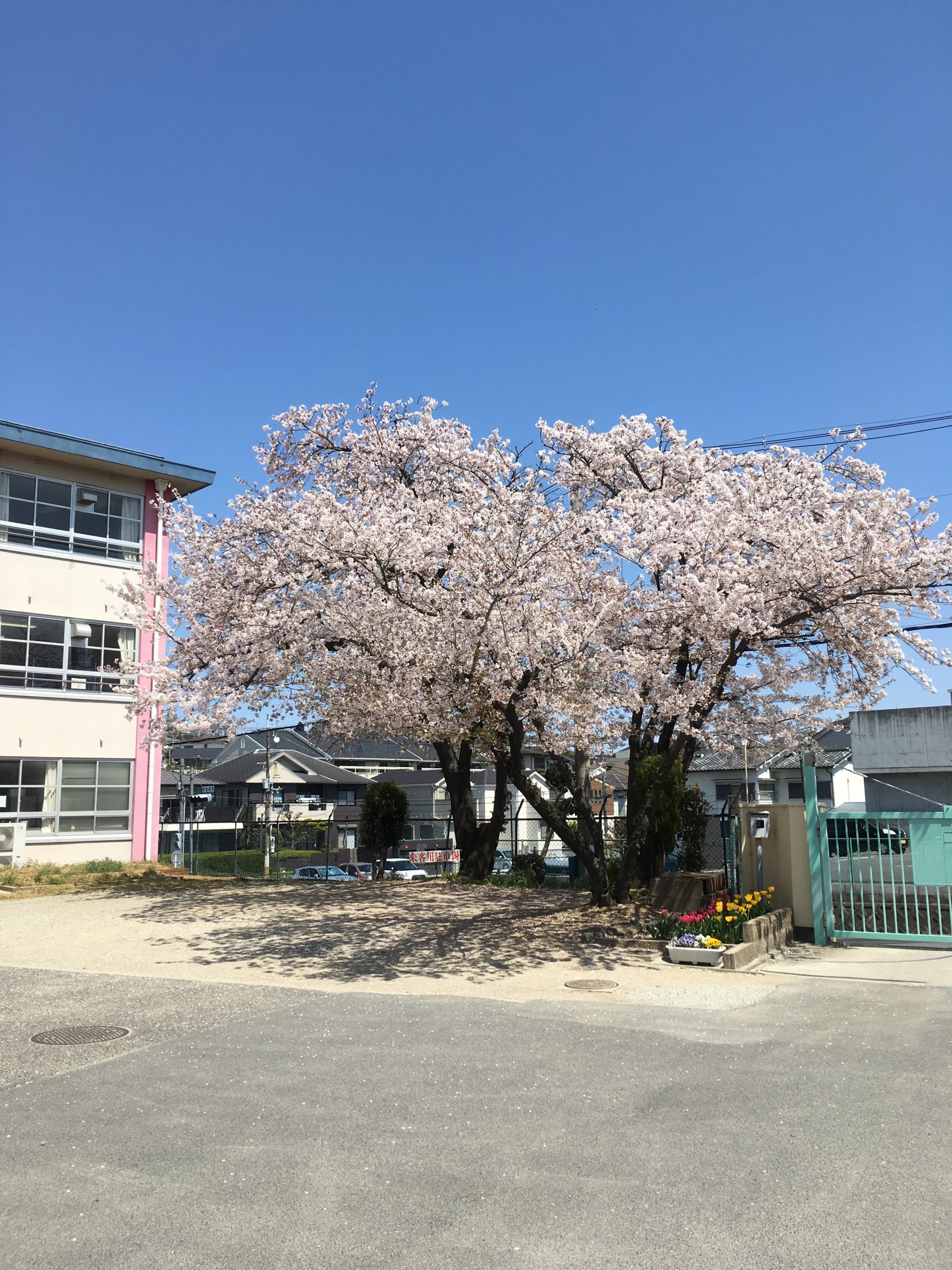 8-②「満開の桜」