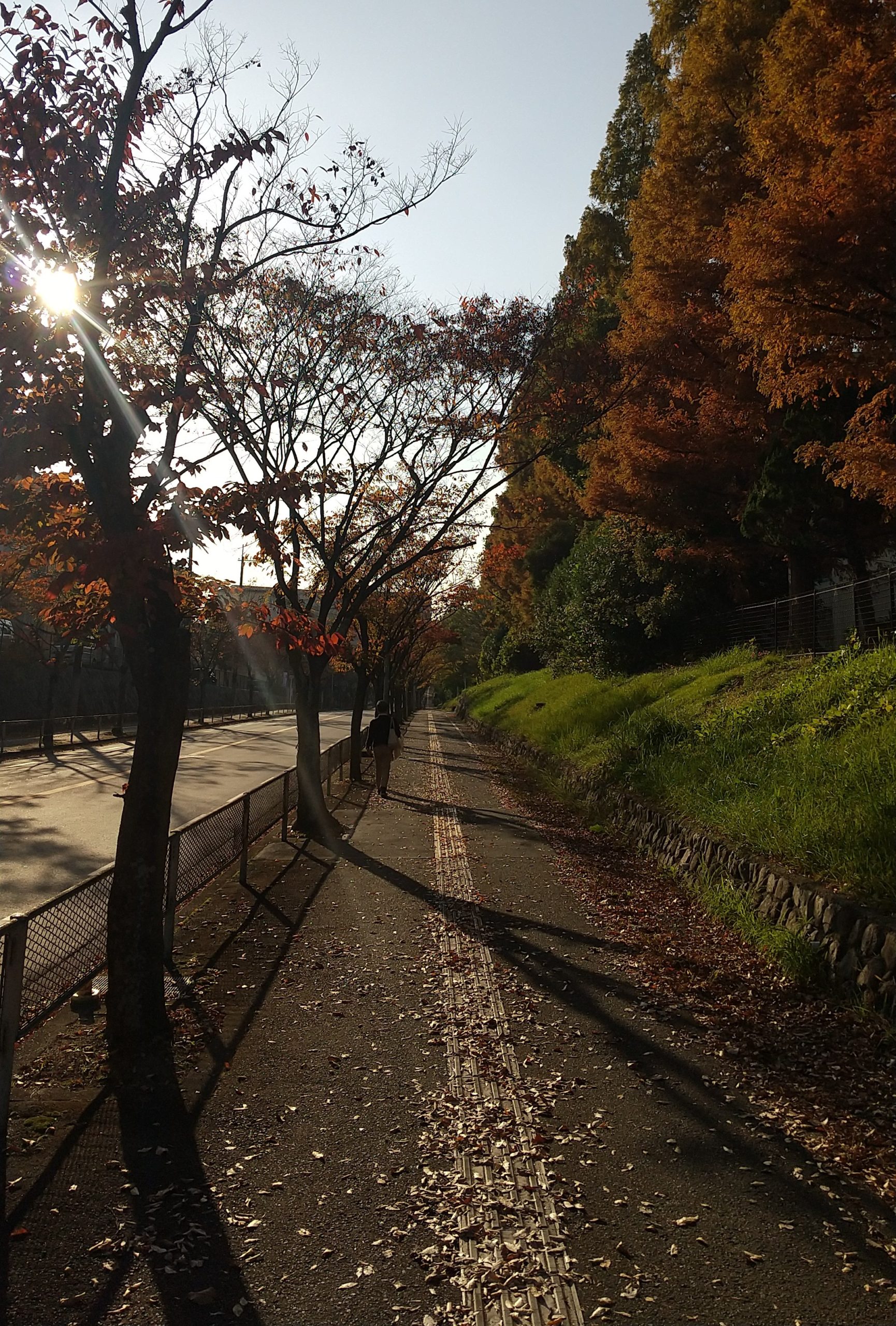 18-③「秋の散歩道」